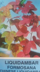 Chinese Liquidambar Label showing foliage