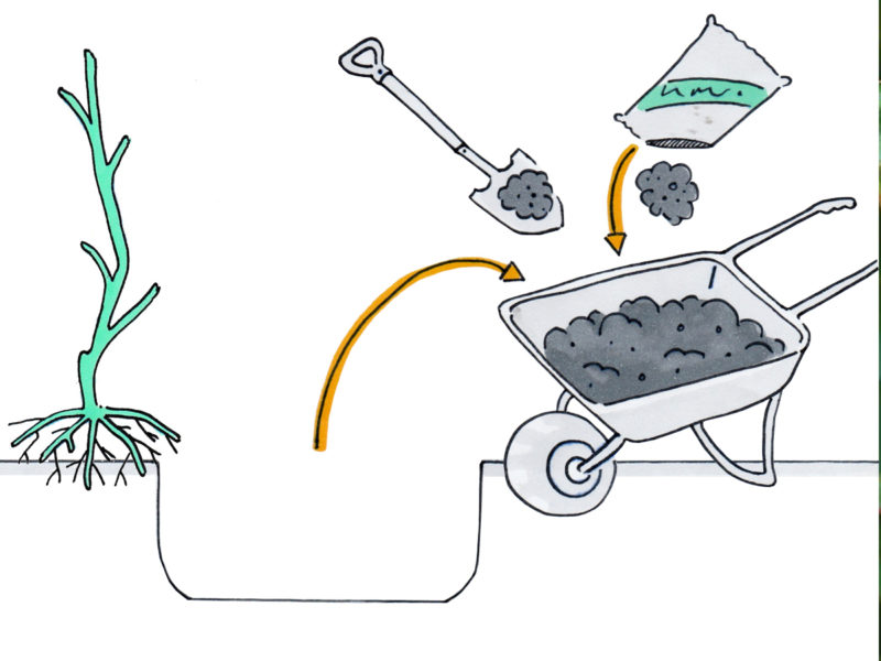 Bare-rooted Tree Planting Guide for Perth