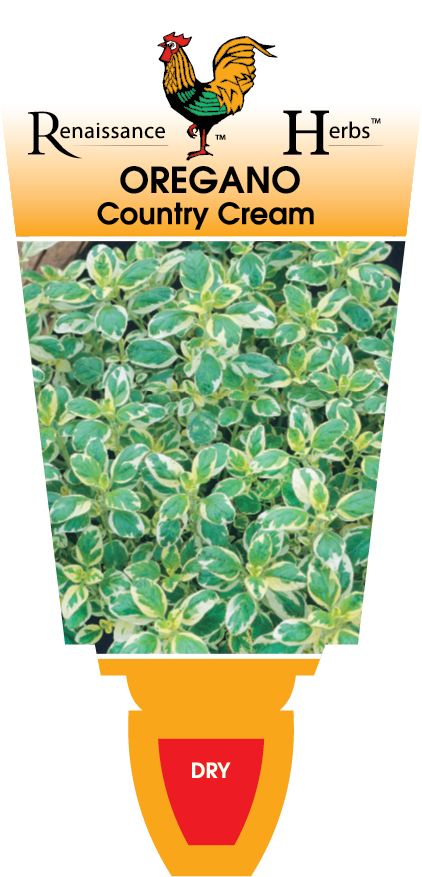 Oregano - Country Cream - Renaissance Herbs - Image 2