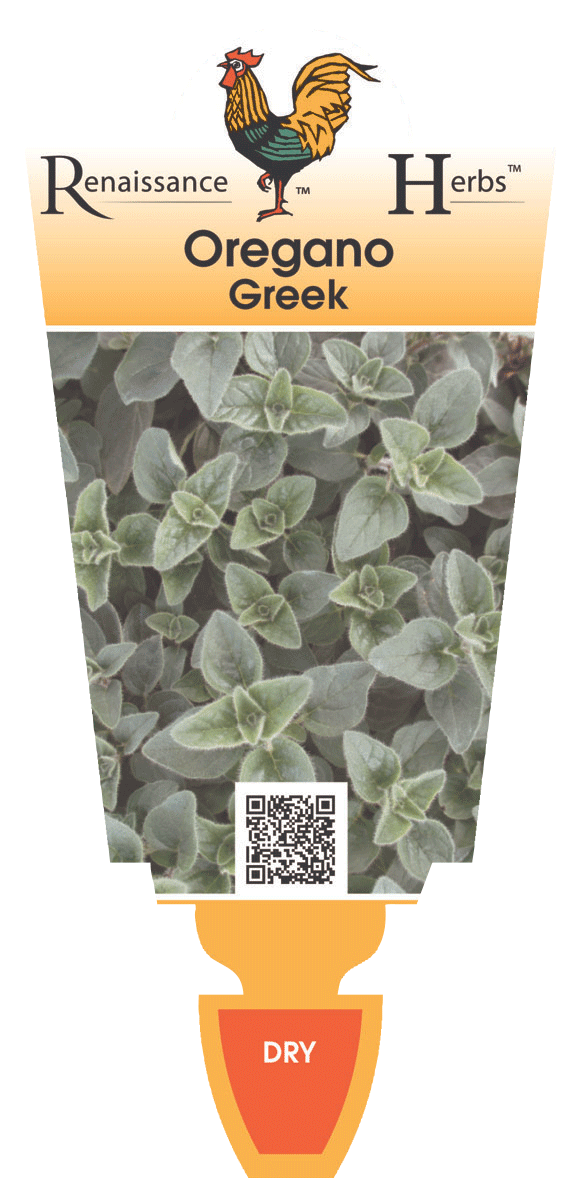 Oregano - Greek - Renaissance Herbs - Image 2