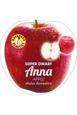 Apple Anna Super Dwarf