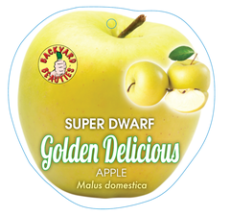 Apple Golden Delicious Super Dwarf