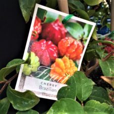Brazilian cherry