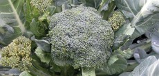 Broccoli Green Sprouting
