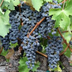 Grenache Grape