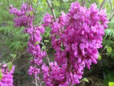 Cercis canadensis Redbud