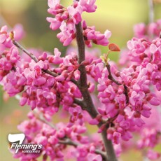 Cercis 'Oklahoma'