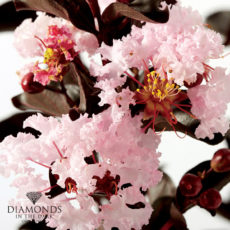 Diamonds in the Dark Crepe Myrtle