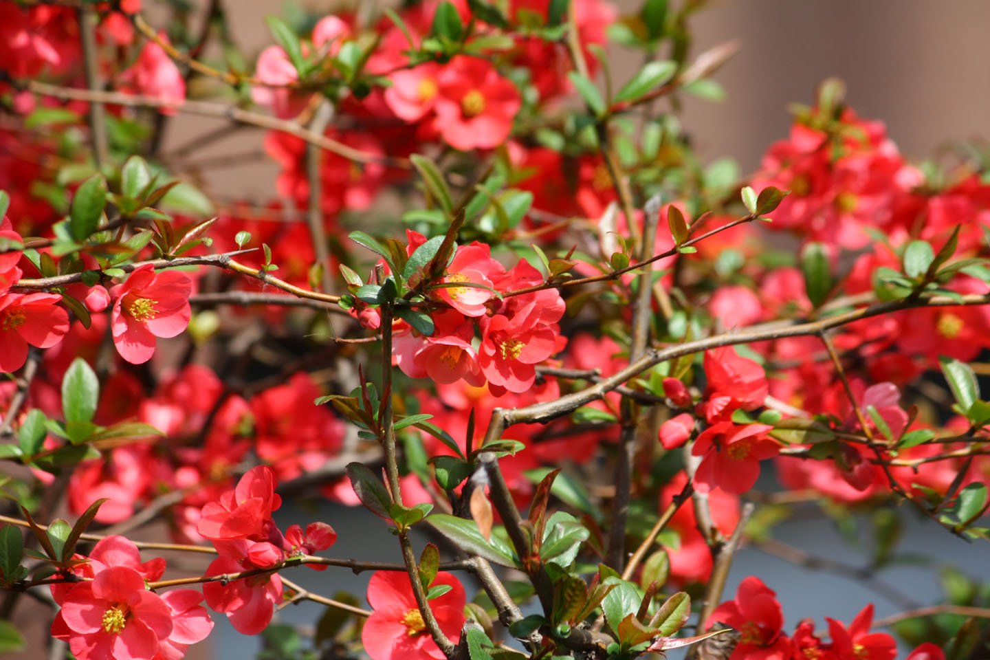 flowering quince – red