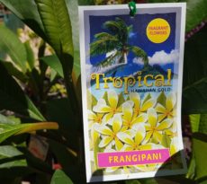 Frangipani Hawaiian Gold