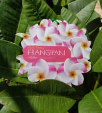 Frangipani Pink Pansy