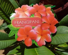 Frangipani Pure Passion