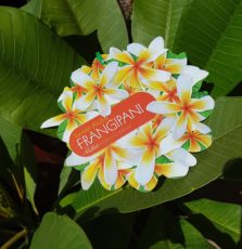 Frangipani Sweet Aloha
