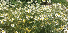 German Chamomile Seeds
