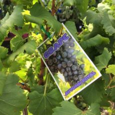 Grape Autumn Royal