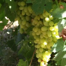 Grape Lady Finger