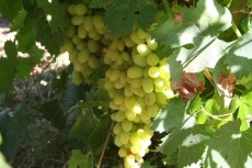 Grape Gordo Blanco