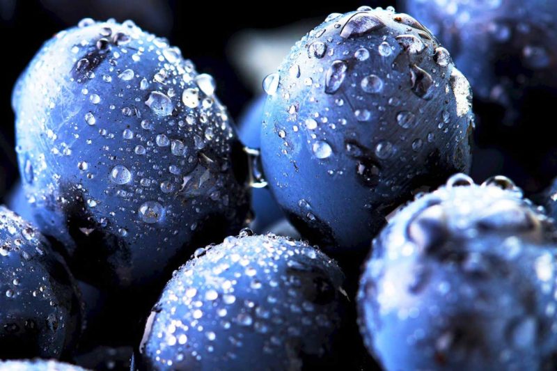 Growing Blueberries in Perth Growing Blueberries in Perth