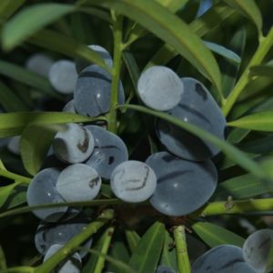 Illawarra Plum (Podocarpus elatus) - Bush Tucker