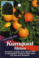 Kumquat 'Meiwa'