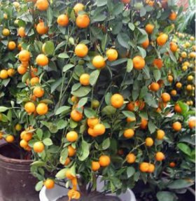 kumquat fruit is a plum a fruit kumquat fruit is a plum a fruit