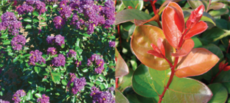 Lagerstroemia Purple Magic