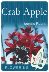 Malus ioensis Rubra