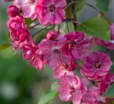 Malus 'Wychwood Ruby'