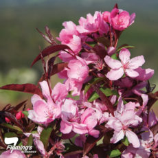 Malus Showtime