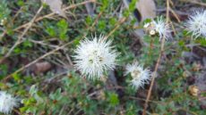 Muntries - Kunzea pomifera
