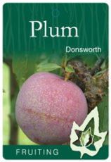 Plum "Donsworth" Dwarf