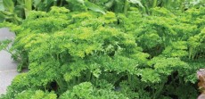 Parsley Curlina
