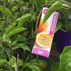 Passionfruit Pandora