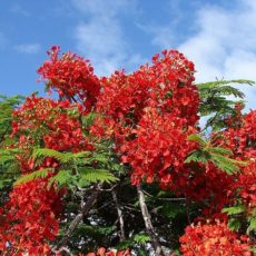 Poinciana Delonix regia