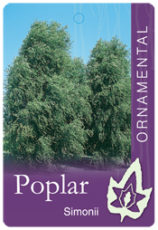 Poplar simonii