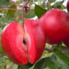 RedLove apple