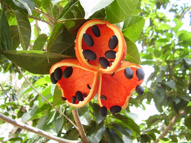 Sterculia quadrifida Peanut Tree