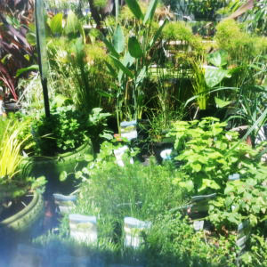 Water-Plants-Thumb Water-Plants-Thumb