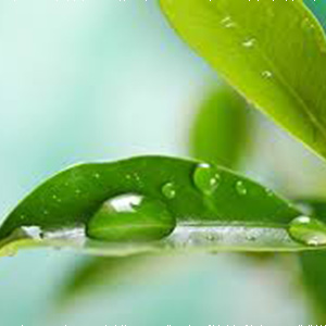 Watering-Products-Thumb Watering-Products-Thumb