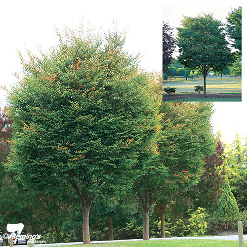 Zelkova Japanese Elm Green Vase Perth Wa Online Garden Centre