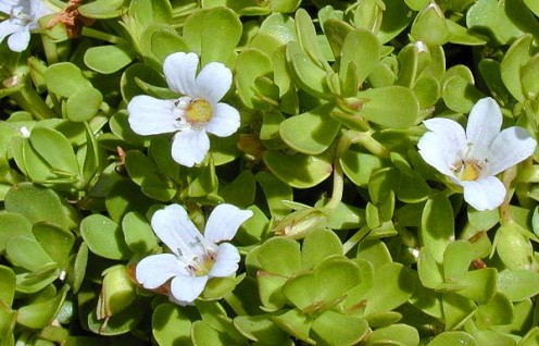 brahmi