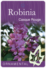 Robinia Casque Rogue Flowering Label