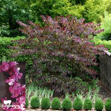 Cercis "Forest Pansy"