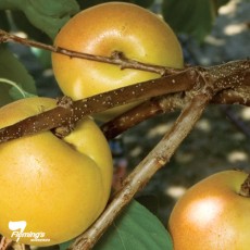 Apricot x Plum 'Cot N Candy'