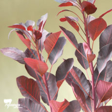 Cotinus Purpureus