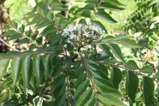 Curry Leaf Tree