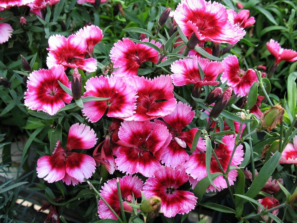 dianthus raspberry parfait