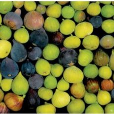 Fig varieties