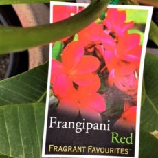 frangipani red