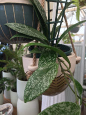 hoya